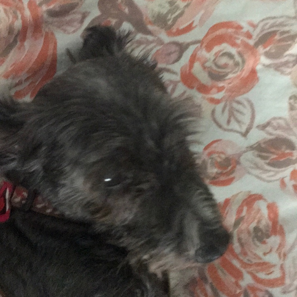 Meet your Posher, Jean